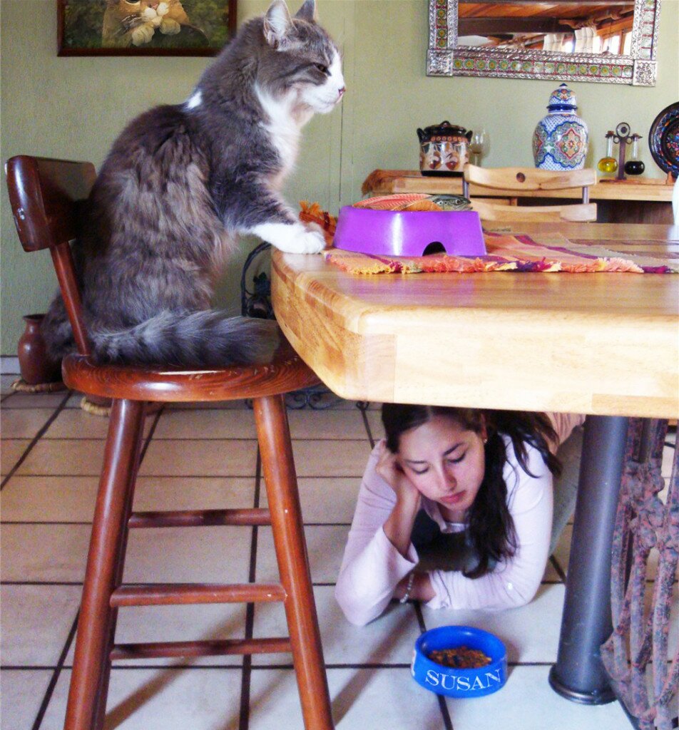 Домашняя еда для кошек