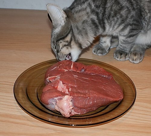 Сырое мясо для кошек
