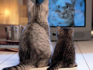 Почему кошки смотрят телевизор