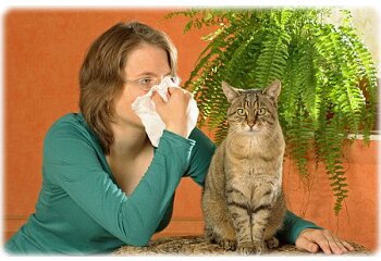 Аллергия на кошку
