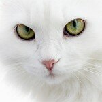Окрас и характер кошек — белая кошка