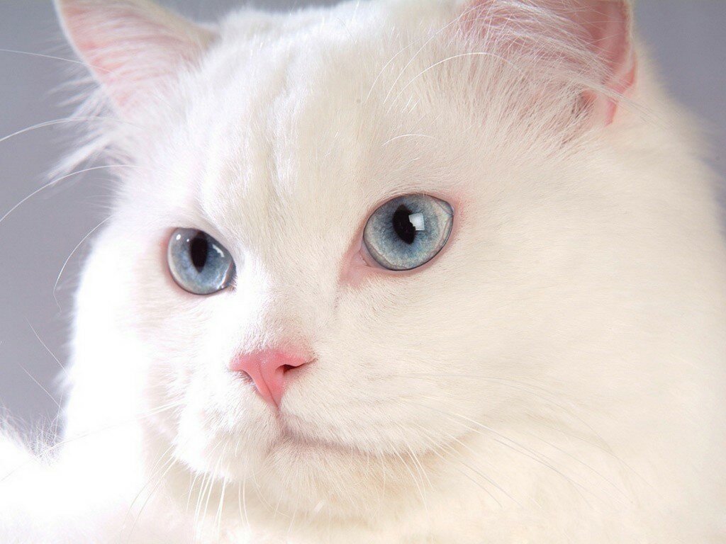 Окрас и характер кошек - белая кошка