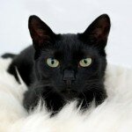 Окрас и характер кошек – черная кошка