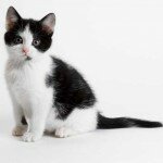 Окрас и характер кошек, черно — белая кошка