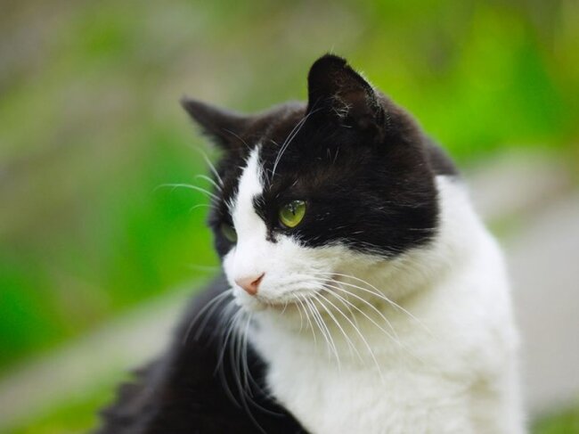 Чёрно белый кот арт - 74 фото