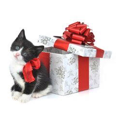Что подарить кошке на новый год
