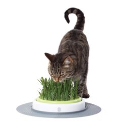 Как вырастить траву для кошки