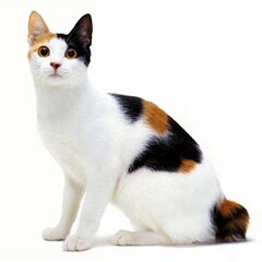 Порода кошек японский бобтейл