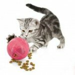Питательный шар для кошки