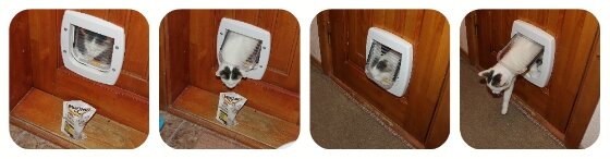 Как научить кошку пользоваться дверцей