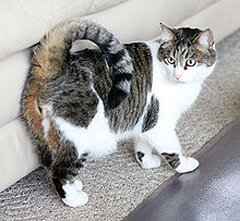Порода кошек американский рингтейл или кольцехвостая кошка