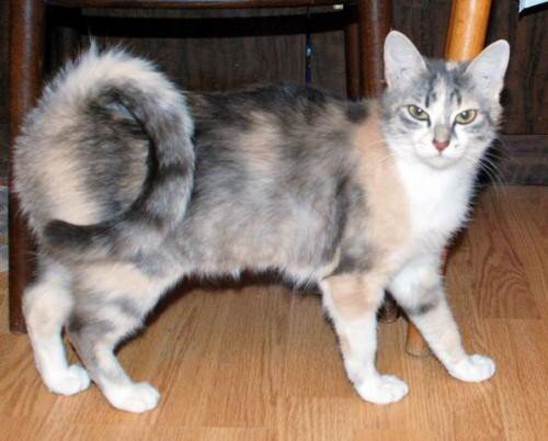 Порода кошек американский рингтейл или кольцехвостая кошка