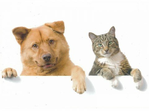 кошки и собаки