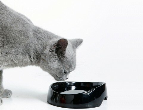 Кошка пьет воду из миски