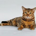 Самые редкие и дорогие породы кошек