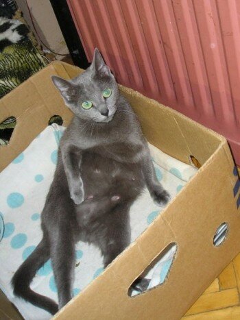 Коробка для родов кошки
