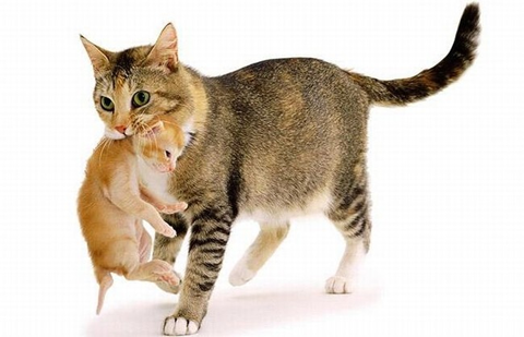 Кошка держит котенка за шкирку