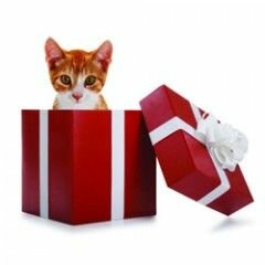 Подарок кошке на Новый год