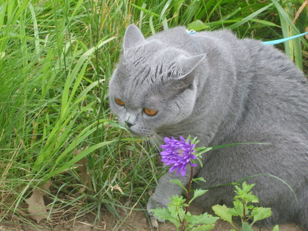 Британские кошки голубого окраса