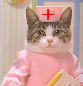 Кошка-врач