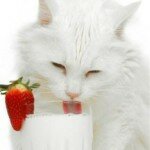 Молоко для кошки