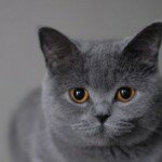 Британские кошки. История породы
