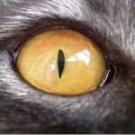 Зрение кошки