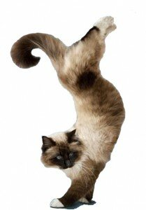 Гимнастика для кошек
