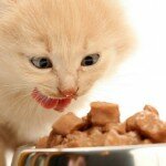 Как правильно кормить британского котенка?