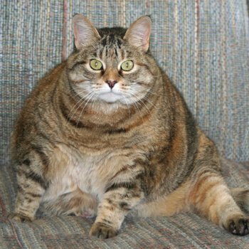 Лишний вес кота