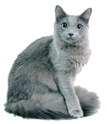 Порода кошек нибелунг