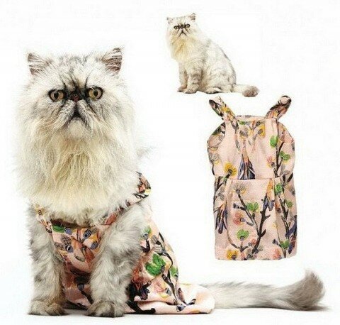 Одежда для кошек