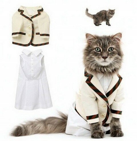 Одежда для кошек
