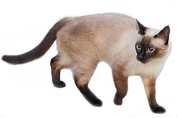 Сиамская порода кошек