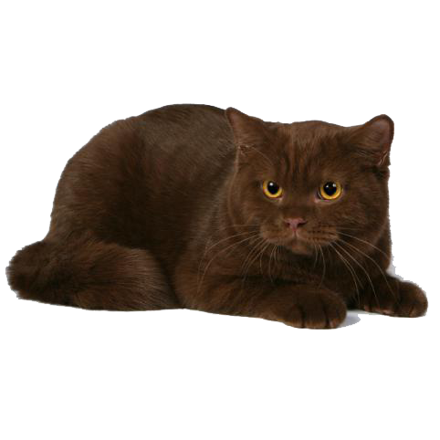 Рассмотрите фотографию коричневой кошки
