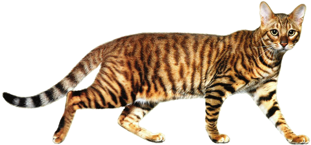 Порода кошек тойгер