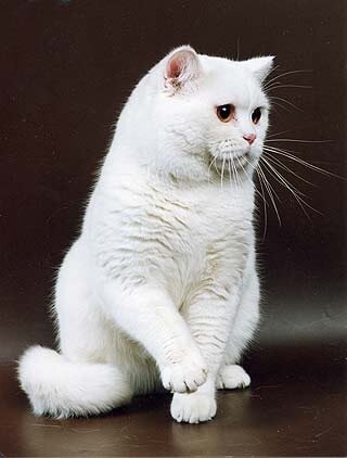 Белая британская кошка