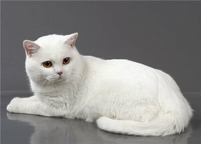 Британская белая кошка