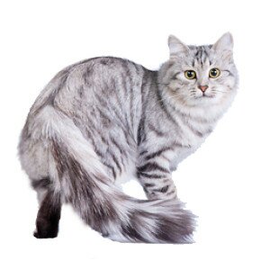 Сибирская порода кошек