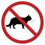 Запреты для кошки