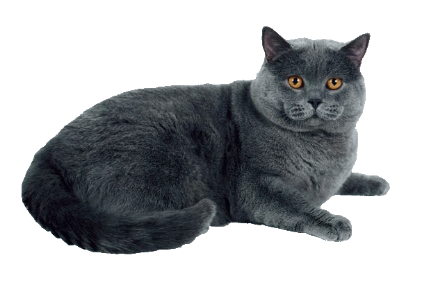 Британская Кошка Фото