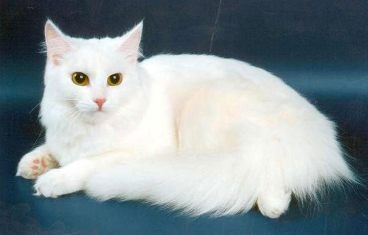 Кошка ангорской породы