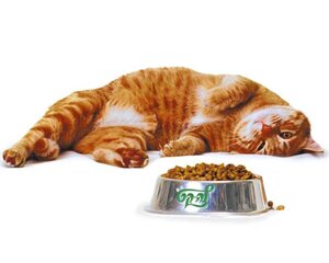 Отсутствие аппетита у кошки