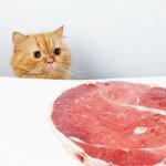 Сырое мясо для кошек