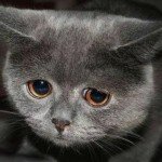Депрессия у кошек