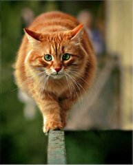 Секрет кошачьего равновесия