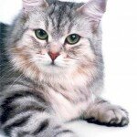 Загадки сибирской кошки