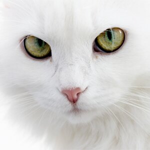 Окрас и характер кошек - белая кошка
