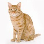 Окрас и характер кошек – рыжая кошка