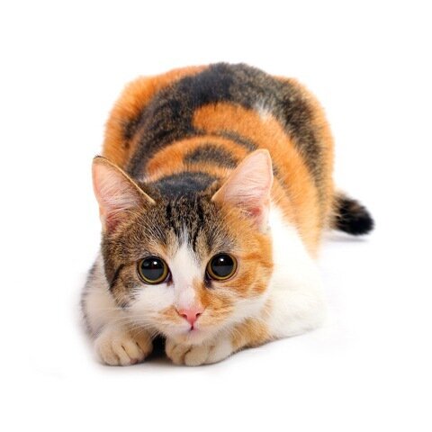 Окрас и характер кошек – трехцветная кошка